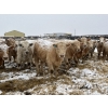 Image 1 : Westview Cattle Co. - 750# March Delivery Steers - 75 Head (Consort, AB)