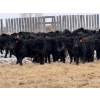 Image 4 : Doug & David Vollmer - 718# February Delivery Steers - 85 Head (Loreburn, SK)