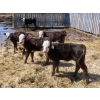 Image 6 : Leib Farm & Ranch Ltd. - 30 Black Angus/Black Angus X Pairs (Southey, SK)