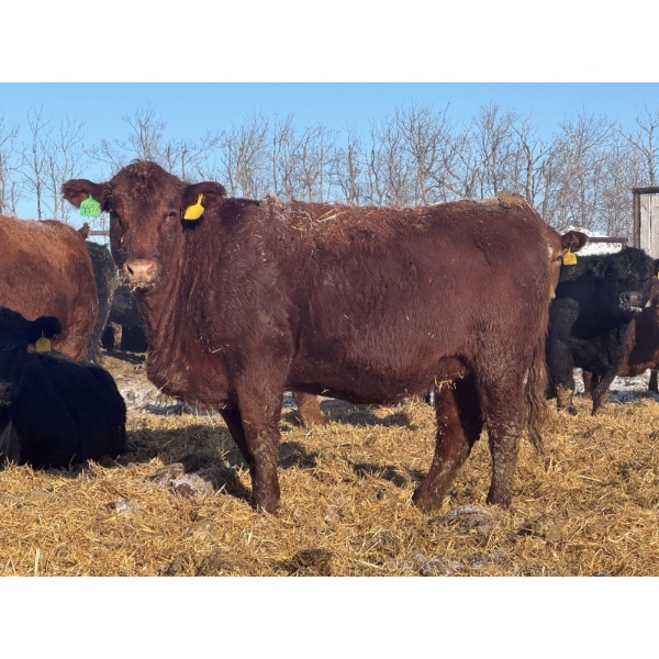 Fox Cattle Co. - 25 Red/RBF Simm X May Caving Bred Heifers (Foam Lake, SK)