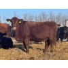 Image 1 : Fox Cattle Co. - 25 Red/RBF Simm X May Caving Bred Heifers (Foam Lake, SK)