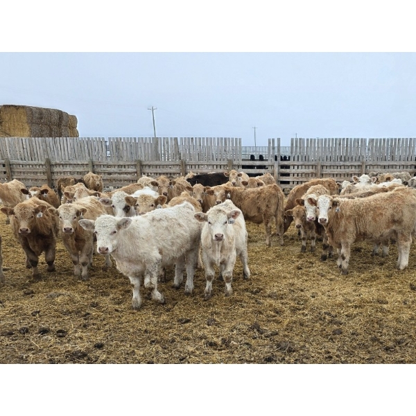 Ripple Rock Ranch - 740# March Delivery Steers - 70 Head (Fincastle, AB)