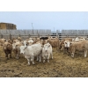 Image 1 : Ripple Rock Ranch - 740# March Delivery Steers - 70 Head (Fincastle, AB)