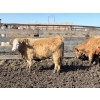 Image 7 : Williamson Farms - 870# Feb/March Delivery Steers - 117 Head (Lomond, AB)