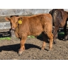 Image 15 : Allan & Janet Nameth - 600# November Delivery Steer Calves - 95 Head (Cupar, SK) VBP+