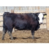 Image 2 : Leon Torkelson - 850# April Delivery Heifers - 22 Head (Millicent, AB)