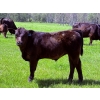 Image 10 : Bar 27 Stock Farm - 720# September Delivery Steer Calves - 85 Head (Spruce View, AB) VBP+