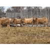 Image 4 : McKenzie Ranch - 820# March Delivery Steers - 73 Head (Delisle, SK)