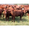 Image 7 : Taylor Enterprises Inc. - 875# September Delivery Grass Heifers - 70 Head (Wawota, SK)