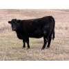Image 4 : C & L Livestock - 30 Black 2nd Calf 3-Way Pairs (Edam, SK) VBP+
