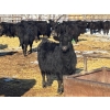 Image 6 : Jay Be Acres Ltd. - 795# March/April Delivery Steers - 76 Head (Deloraine, MB)