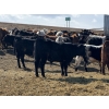 Image 6 : CS Livestock - 860# March Delivery Steers - 65 Head (Rimbey, AB)