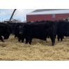 Image 4 : Houston Farms - 800# March Delivery Steers - 78 Head (Eckville, AB)