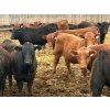 Image 7 : Van Hall Cattle Company Ltd. - 990# April Delivery Steers - 216 Head (Scandia, AB)