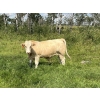 Image 2 : Kirk Goldsmith - 1030# August Delivery Grass Steers - 116 Head (Veteran, AB)