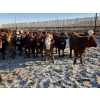 Image 4 : Cattlewood Farms Ltd. - 750# February Delivery Heifers - 166 Head (Vauxhall, AB)