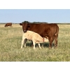 Image 11 : Greg & Melissa Kelts - 640# October Delivery Steer Calves - 60 Head (Consort, AB)