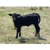 Image 20 : McLeod Cattle Co. - 580# October Delivery Steer Calves - 95 Head (Claydon, SK) VBP+