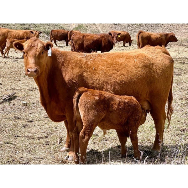 Meyer Cattle Inc. - 15 Red Angus X 3rd Calf Pairs (Lethbridge, AB)