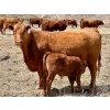 Image 1 : Meyer Cattle Inc. - 15 Red Angus X 3rd Calf Pairs (Lethbridge, AB)
