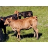 Image 4 : Brian Foley/Louise De Marni/Meadow Creek - 500# October Delivery Heifer Calves - 85 Head (Kamloops)