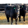Image 3 : Fox Cattle Co. - 6 Bred Heifers (Pen 431)