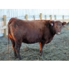Image 2 : A&S Farms - 27 Red/Red X/Simm X Bred Cows (Picture Butte, AB)