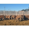 Image 3 : Vee Tee Feeders  - 875# March Delivery Heifers - 130 Head (Lloydminster, AB) 