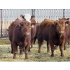 Image 2 : Fyke Ranch Ltd. - 775# March Delivery Steers - 150 Head (Leader, SK) VBP+