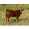 Image 6 : Francis Dyck - 600# November Delivery Weaned Steers - 105 Head (Swift Current, SK)