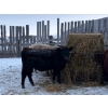 Image 2 : Francis Dyck - 642# December Delivery Weaned Steers - 40 Head (Swift Current, SK)