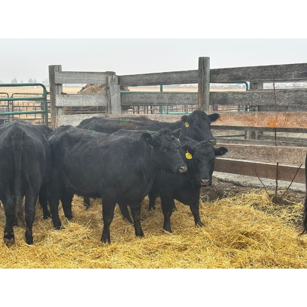 Flat Iron Farming - 13 Young to Middle-Aged Cows (Pen 520)