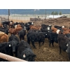 Image 3 : Guichon Creek Ranch - 630# April Delivery Steers - 94 Head (Westwold, BC)