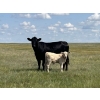 Image 8 : Dar-Lin Ranching - 460# November Delivery Steer Calves - 110 Head (Big Stone, AB)