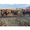 Image 4 : Cunningham Cattle Co. - 1425# July Delivery Heiferettes - 35 Head (Sundre, AB)