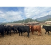 Image 3 : Westwold View Farms - 950# September Delivery Steers - 62 Head (Westwold, BC)