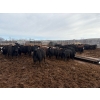Image 3 : Moore Ranching - 815# May Delivery Heifers - 113 Head (Loon Lake, SK)