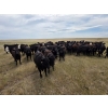 Image 3 : Wildcat Cattle Co. Ltd. - 800# July Delivery Grass Heifers - 50 Head (Redcliff, AB)
