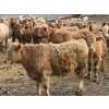 Image 8 : Bauer Ranching - 910# February Delivery Steers - 193 Head (Hilda, AB)