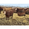 Image 5 : Birch Island Land & Cattle - 1050# April Delivery Steers - 171 Head (Rhein, SK)