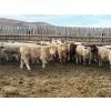 Image 9 : Lowe Ranches - 688# March Delivery Steers - 54 Head (Nanton, AB)