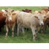 Image 7 : Taylor Enterprises Inc. - 900# September Delivery Grass Heifers - 134 Head (Wawota, SK)