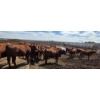 Image 4 : Ripple Rock Ranch - 710# June Delivery Heifers - 88 Head (Fincastle, AB)