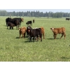 Image 4 : Jordan, Beau & Tom Jackson - 580# October Delivery Steer Calves - 85 Head (Sundre, AB)