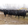 Image 2 : Martin DeVos - 860# March/April Delivery Heifers - 115 Head (Fork River, MB)