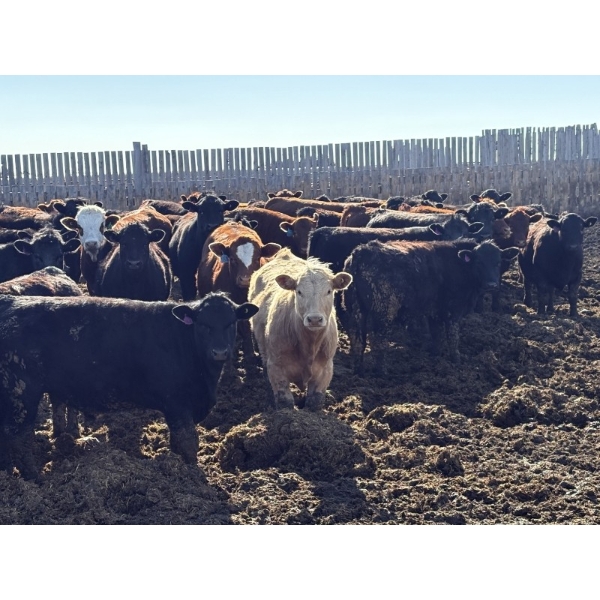 Rice Farms - 960# May Delivery Steers - 124 Head (Lacombe, AB)