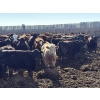 Image 1 : Rice Farms - 960# May Delivery Steers - 124 Head (Lacombe, AB)
