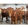 Image 4 : Dennis & Barb Holmes - 762# March Delivery Heifers - 64 Head (Cochrane, AB)