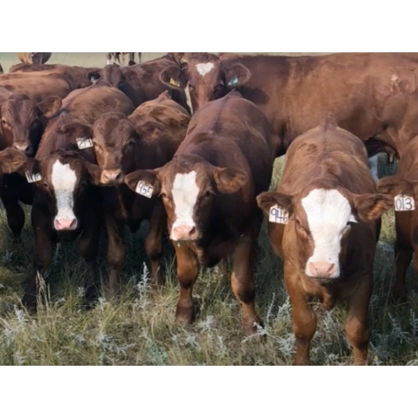Darcy & Emily Wold - 740# October Delivery Steer Calves - 40 Head (Meeting Creek, AB)