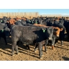 Image 4 : Justin Tateson - 800# March Delivery Steers - 78 Head (Scandia, AB)